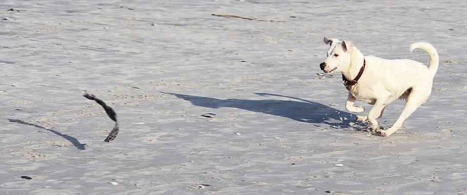 Dog, Play, Batons, Movement, Fun, great, beach, animal themes HD wallpaper
