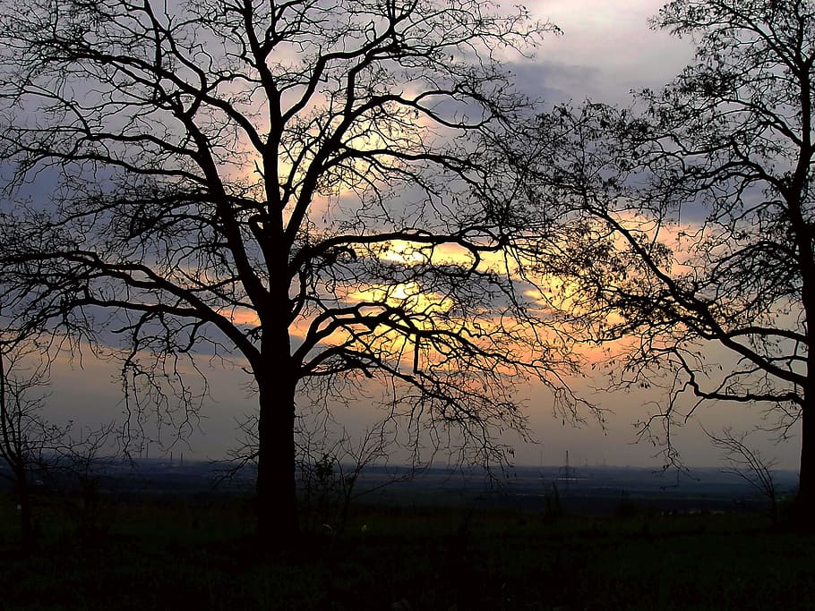 tree, landscape, branch, wood, dawn, nature, sun, sunset, plant HD wallpaper