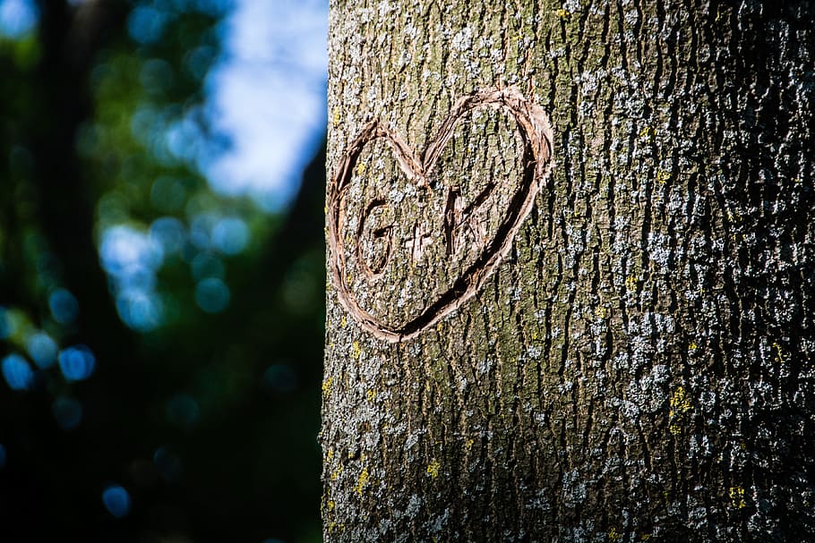 Tree, Bark, Heart, Carving, Love, romance, tree trunk, textured HD wallpaper