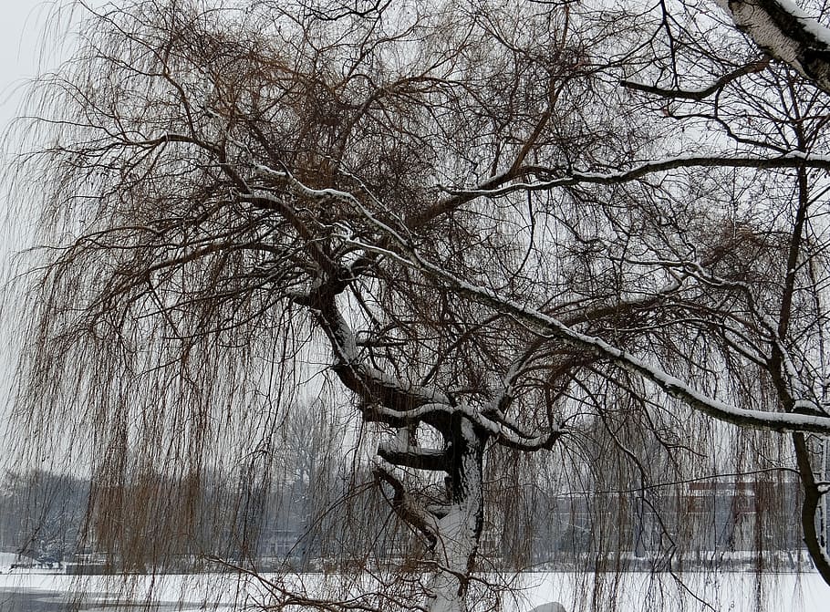 weeping willow, ripe, wintry, tree, branches, snow, ice, lake, HD wallpaper