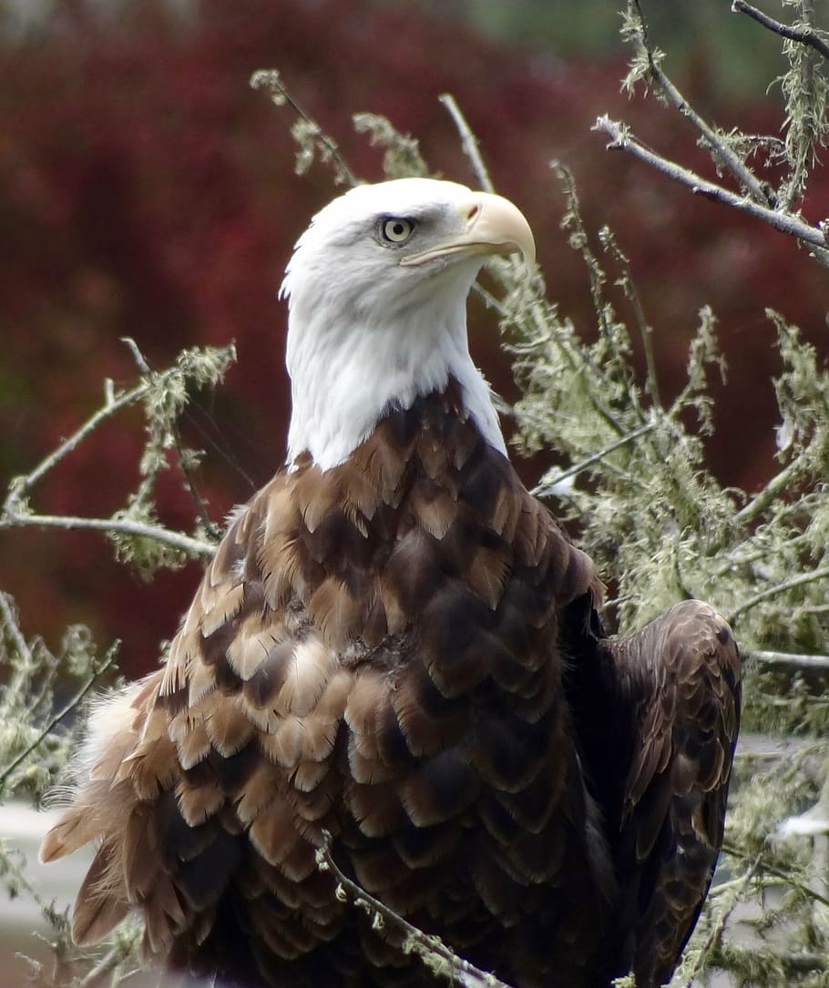 eagle, ave, animals, bird of Prey, eagle - Bird, bald Eagle HD wallpaper