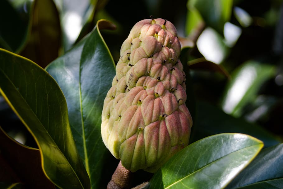 fruit, tree rubber, plant, garden, comanche, close-up, food HD wallpaper