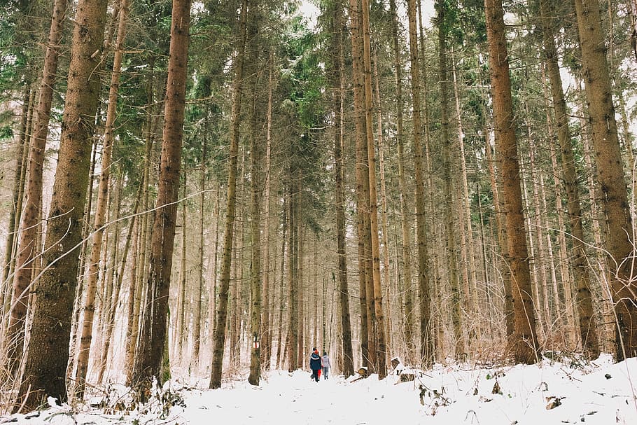 woods, forest, green, trees, travel, adventure, camping, people HD wallpaper