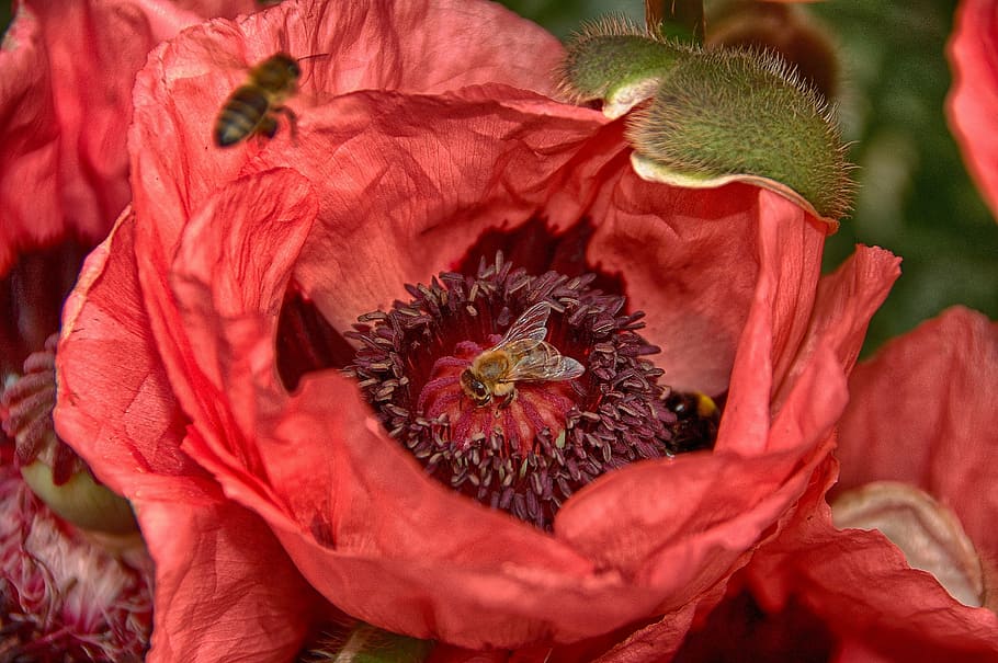 flower, bee, nature, insect, plant, poppy, flowering plant HD wallpaper
