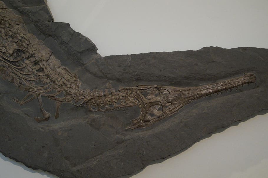 fossil, crocodile, skeleton, fossilized, petrification, stone, HD wallpaper