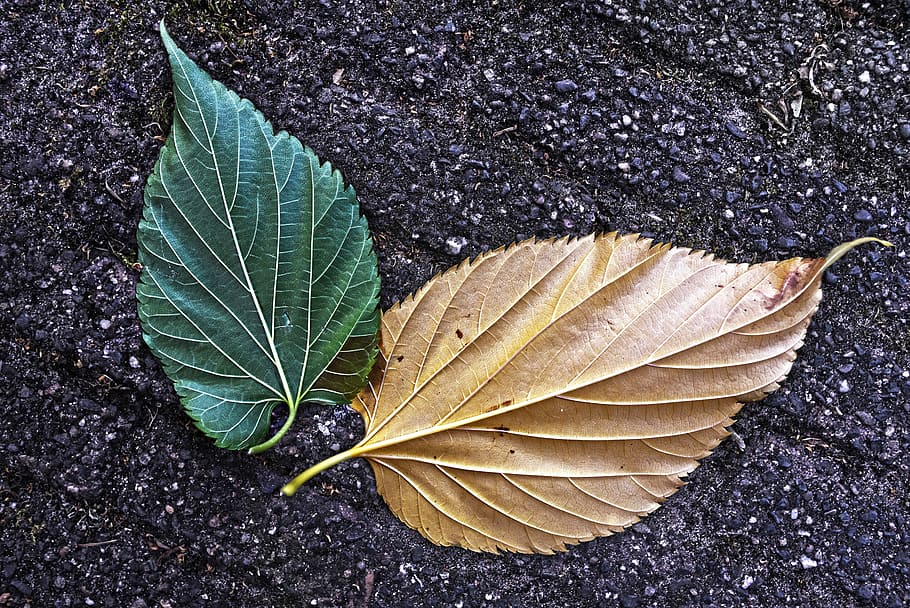 brown and green leaves, leaf, vein, pattern, texture, street HD wallpaper