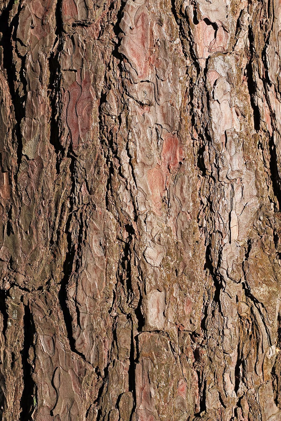 Bark, Pine, Tree, Texture, Background, brown, close, upright HD wallpaper