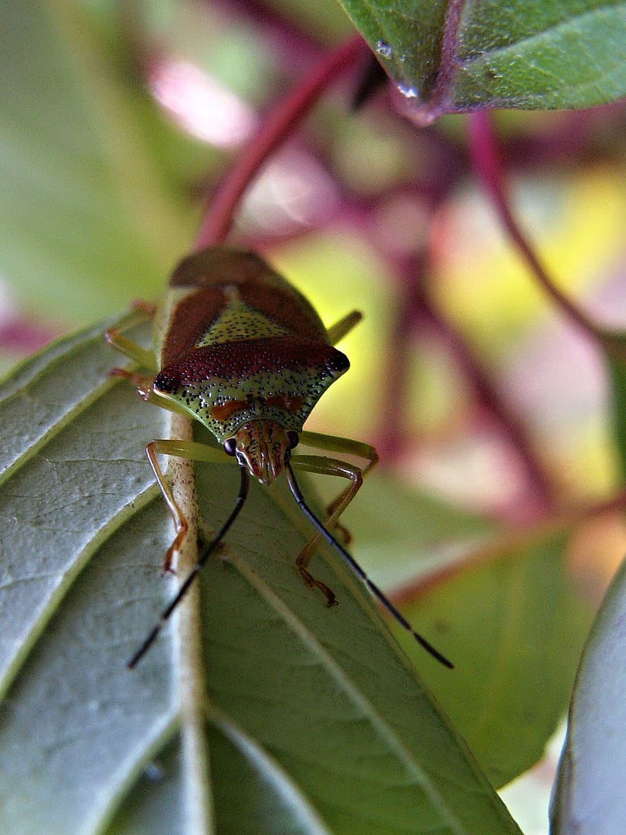 macro, insect, bug, bush, heteroptera, invertebrate, animals in the wild HD wallpaper