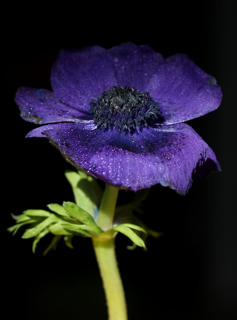 flower, blue, drops, water, wet, plant, flowering plant, freshness HD wallpaper