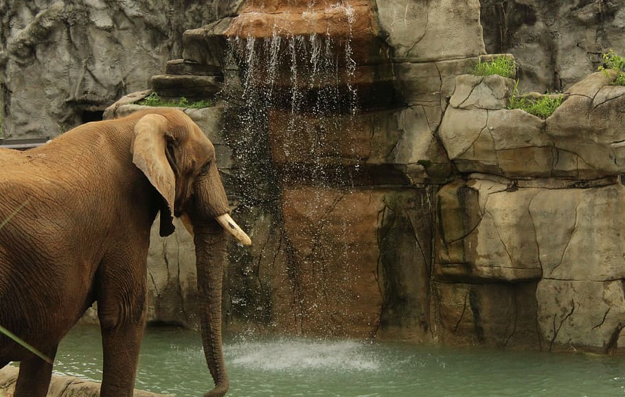 Elephant, Waterfall, Trunk, one animal, animal themes, mammal HD wallpaper