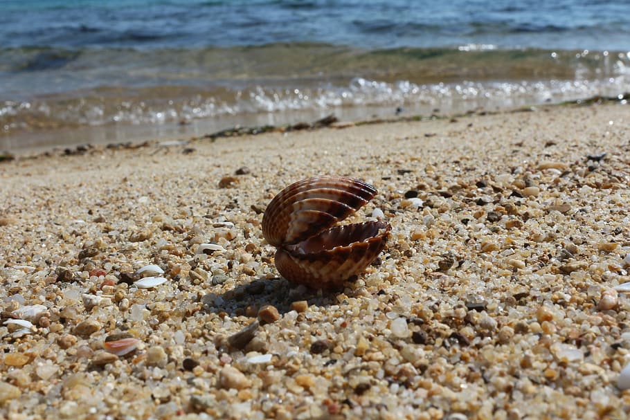 Seashell, Natural, Beach, Sand, one animal, animal themes, nature HD wallpaper