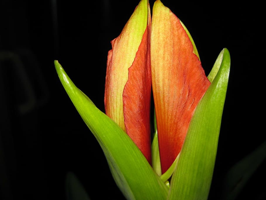 amaryllis, flower, nature, green, plant, red, blossom, close-up HD wallpaper