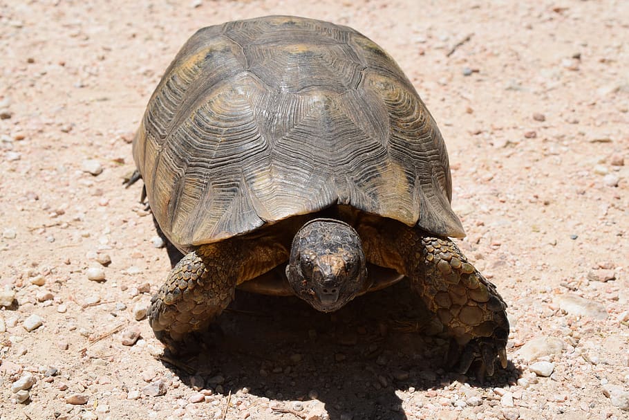 turtle, animal, nature, armor, animal themes, animal wildlife HD wallpaper