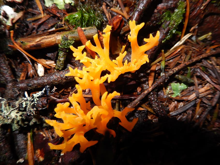 Forest, Mushrooms, Fall, Nature, forest mushrooms, close-up HD wallpaper