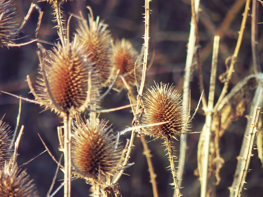 Thistles, Dipsacus, Weed, autumn, prickly, spines, thorn, plant HD wallpaper