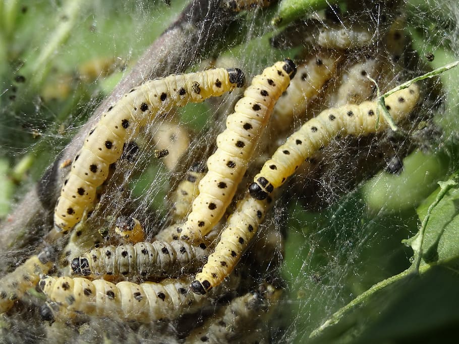 track, larvae, network, insect, butterflies, butterfly, summer HD wallpaper