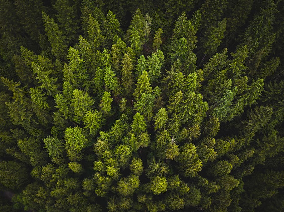 high-angle photography of green trees, aerial photography of pine trees HD wallpaper