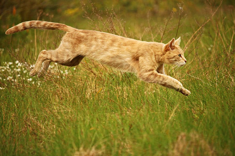 orange tabby cat jumping, mieze, kitten, breed cat, tiger cat HD wallpaper