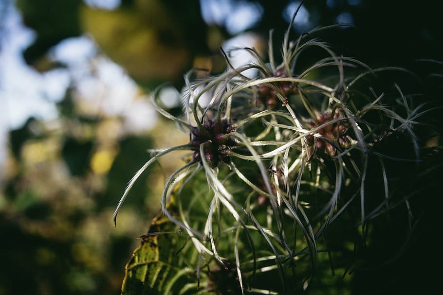 blur, bokeh, branch, bright, brown, close-up, environment, flora HD wallpaper