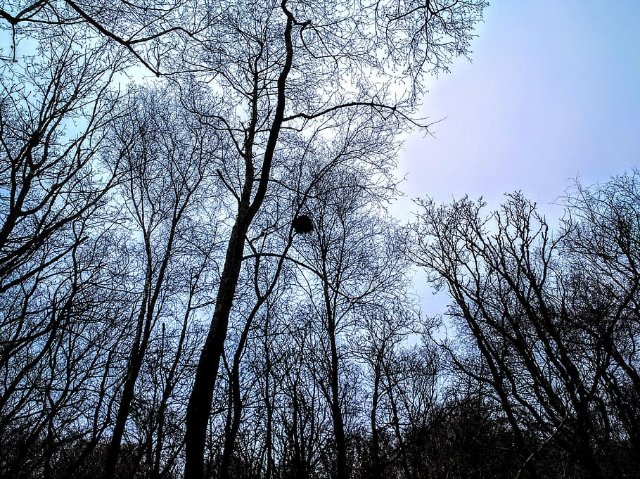 Trees, Evening, Cornwall, Woods, Forest, shadow, bare tree HD wallpaper