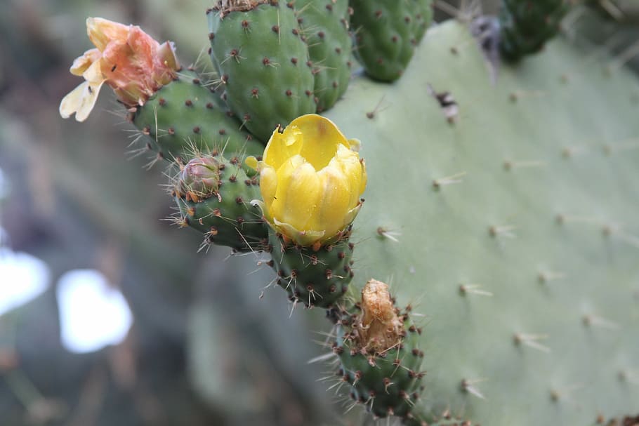 fig, prickly pear, cactus, plant, flower, growth, flowering plant HD wallpaper