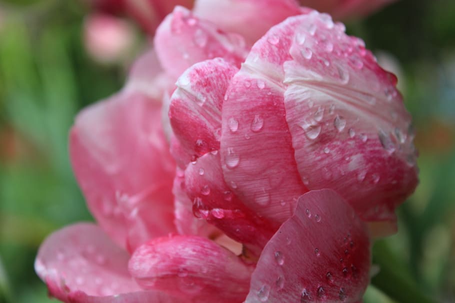 spring, tulips, dew, blossom, garden, colorful, florist, drop HD wallpaper