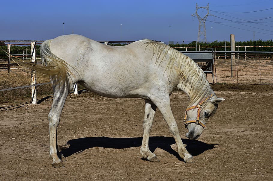 horse-white-horse-arabian-horse-animal-c