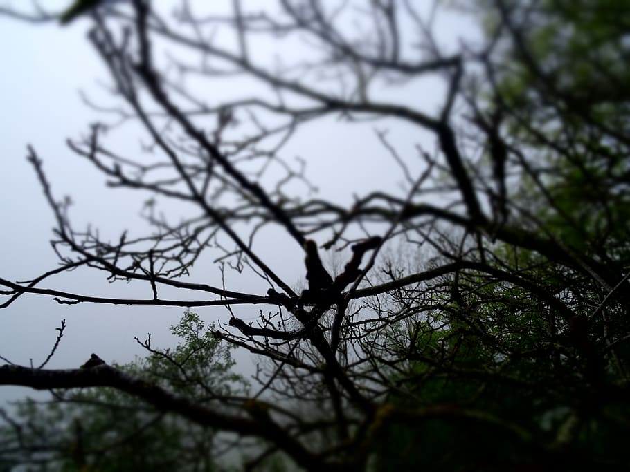 tree, fog, forest, nature, mist, forest landscape, forest trees HD wallpaper