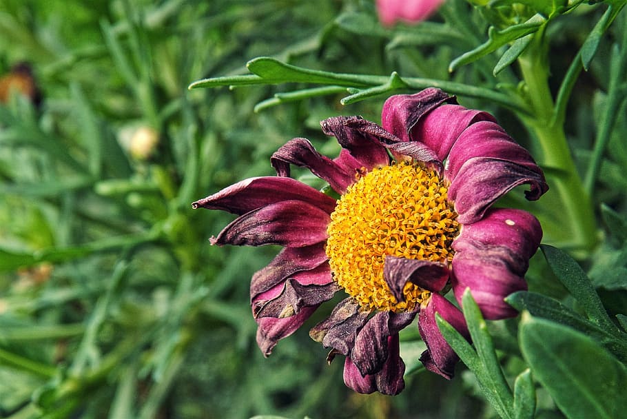 flower, purple, macro, background, plant, nature, petal, summer HD wallpaper