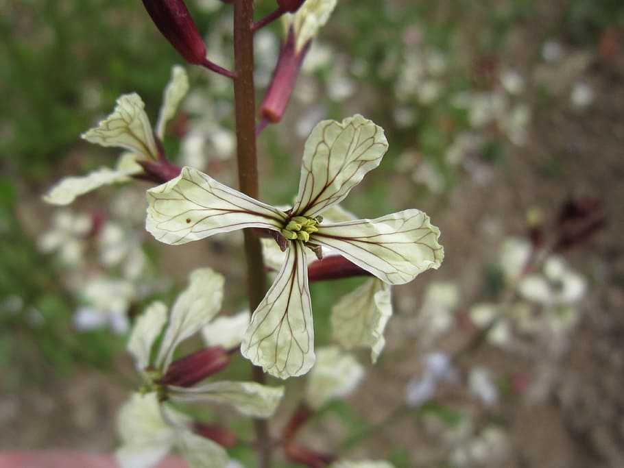 rocket, arugula, rocket flower, blossom, bloom, white, white blossom HD wallpaper