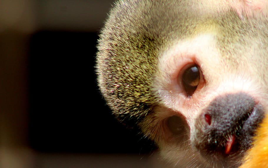 animal, zoo, monkey, one animal, animal themes, mammal, domestic HD wallpaper