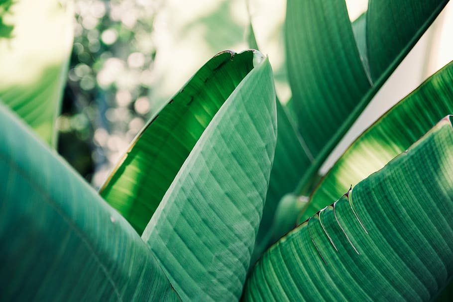 green leaf plant during daytime], light, green color, plant part HD wallpaper