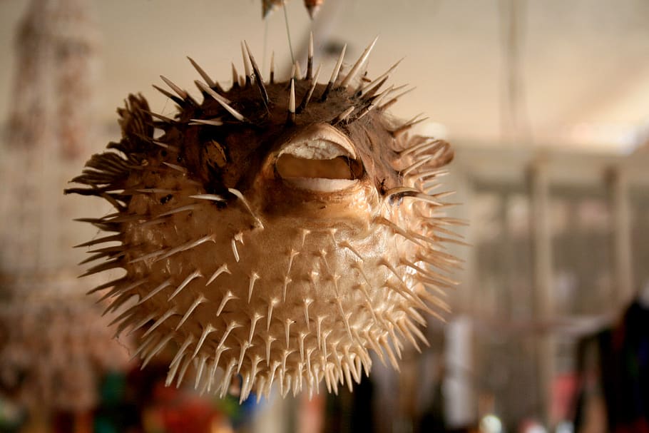 puffer fish, mexico, crafts, dissected, skeleton, animal, traditional, HD wallpaper