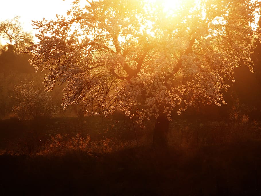 nature, gold, summer, tree, almond tree, plant, tranquility HD wallpaper