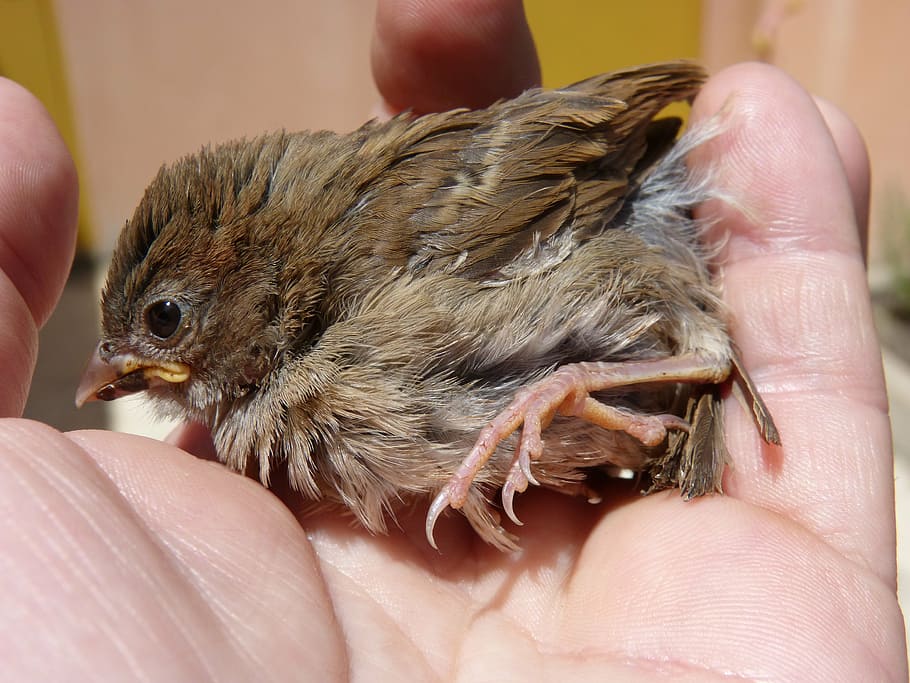 sparrow, chick, hand, protection, bird, breeding, animal, small HD wallpaper