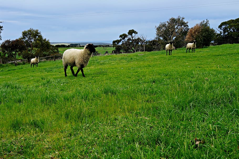 sheep, pasture, rolling meadows, green fields, wide open spaces, HD wallpaper