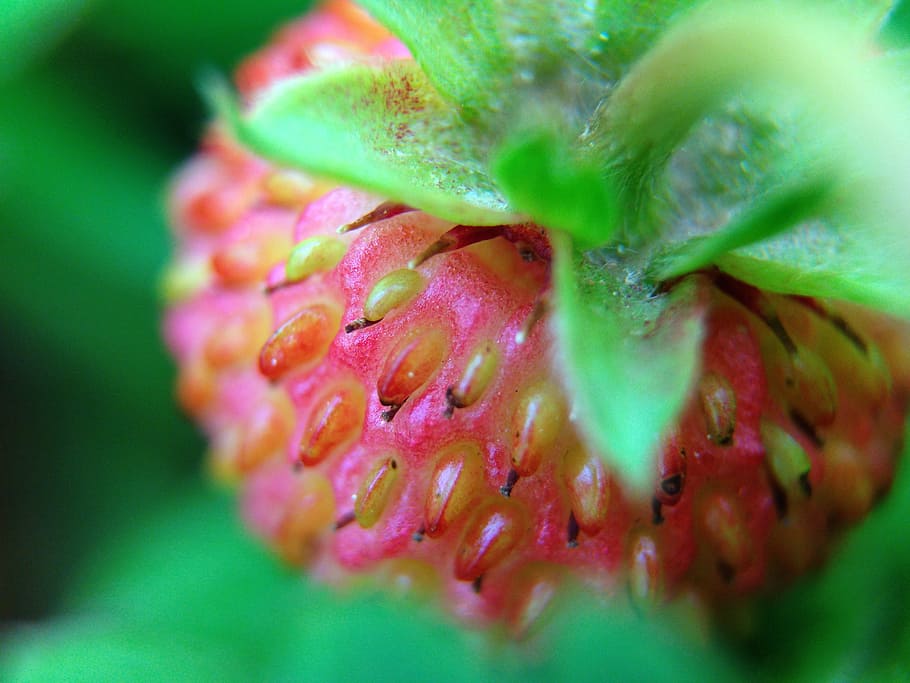 strawberry, plant, green, forest, close-up, freshness, growth HD wallpaper