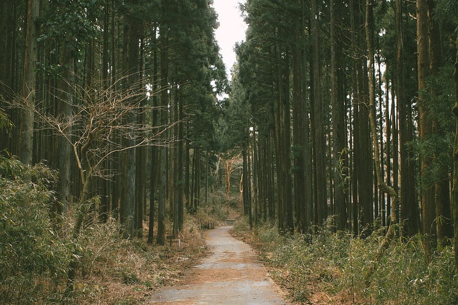 Forest path, nature, tree, woodland, outdoors, landscape, footpath HD wallpaper
