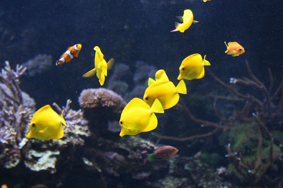 school of fish, yellow, water, nature, animal, underwater, aquarium, HD wallpaper