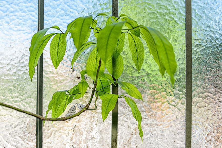 glass, wall, green, leaf, interior, plant part, green color HD wallpaper