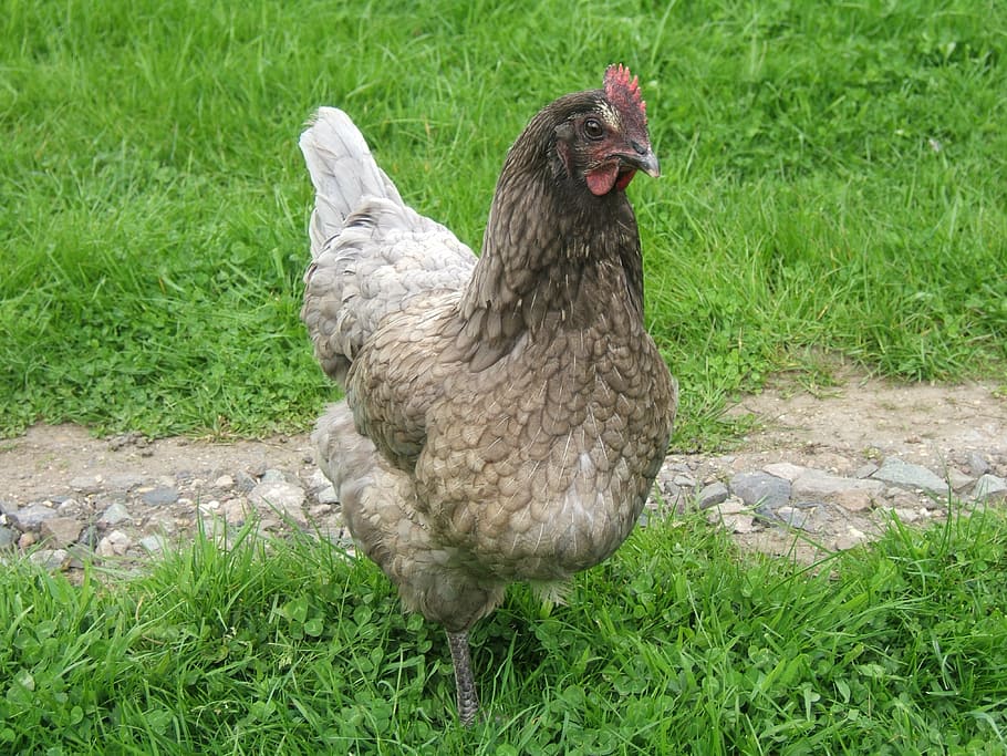 grey, chicken, chuck, grass, animal themes, bird, vertebrate HD wallpaper