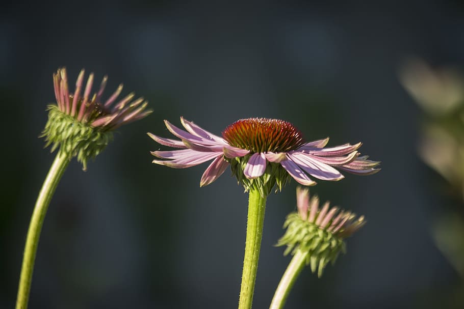 summer, flower, violet, boost, garden, summer plants, a garden plant HD wallpaper