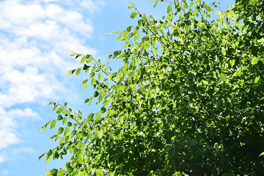 clouds, leaves, sky, green, summer, good weather, tree, plant HD wallpaper
