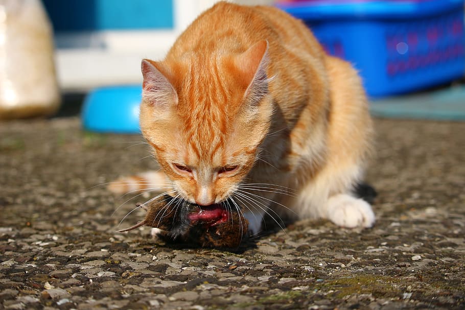 cat, mieze, kitten, predator, mouse, hunt, eat, domestic cat HD wallpaper
