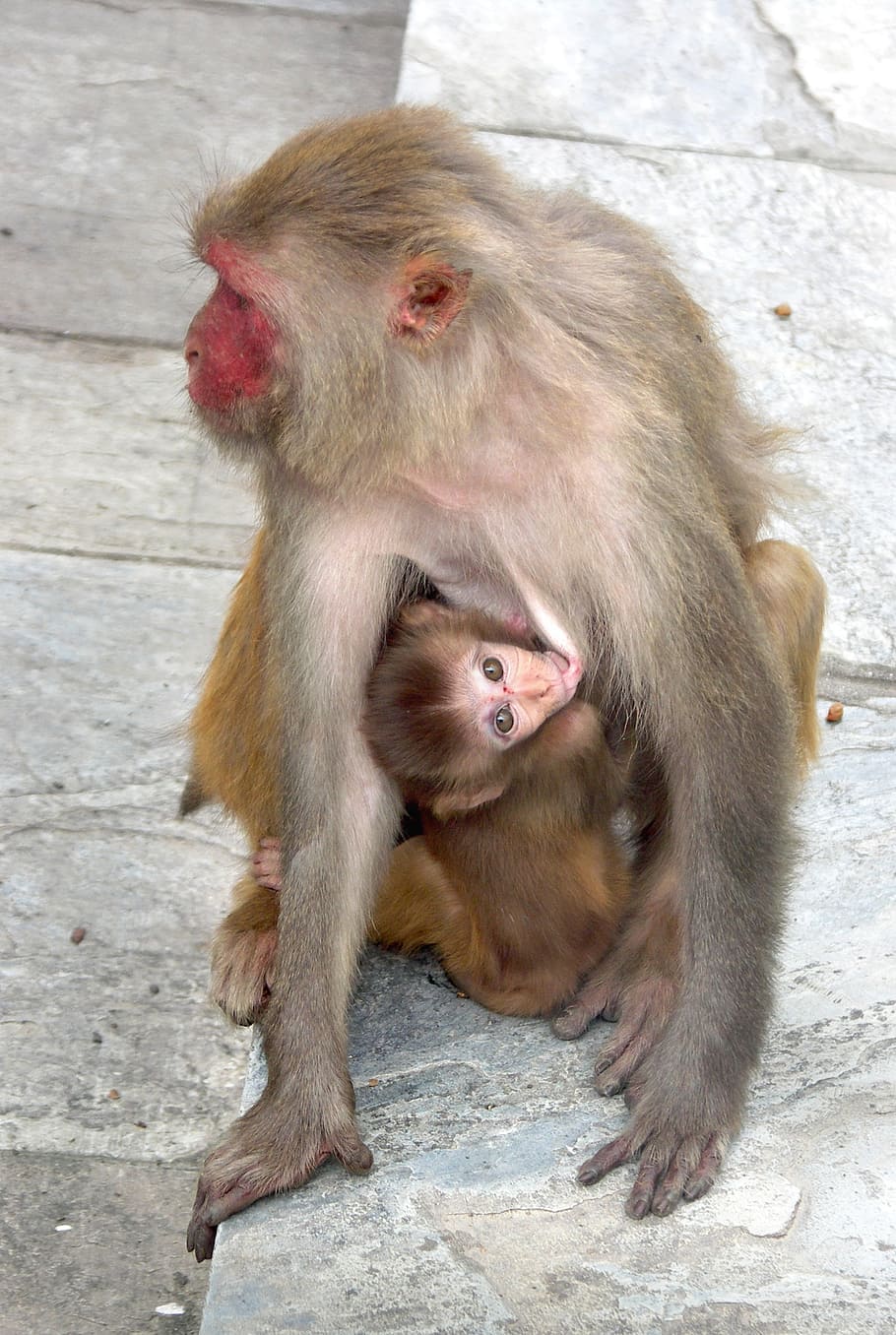 monkey, monkey with a cub, nepal, monkey shrine, swayambhunath temple HD wallpaper