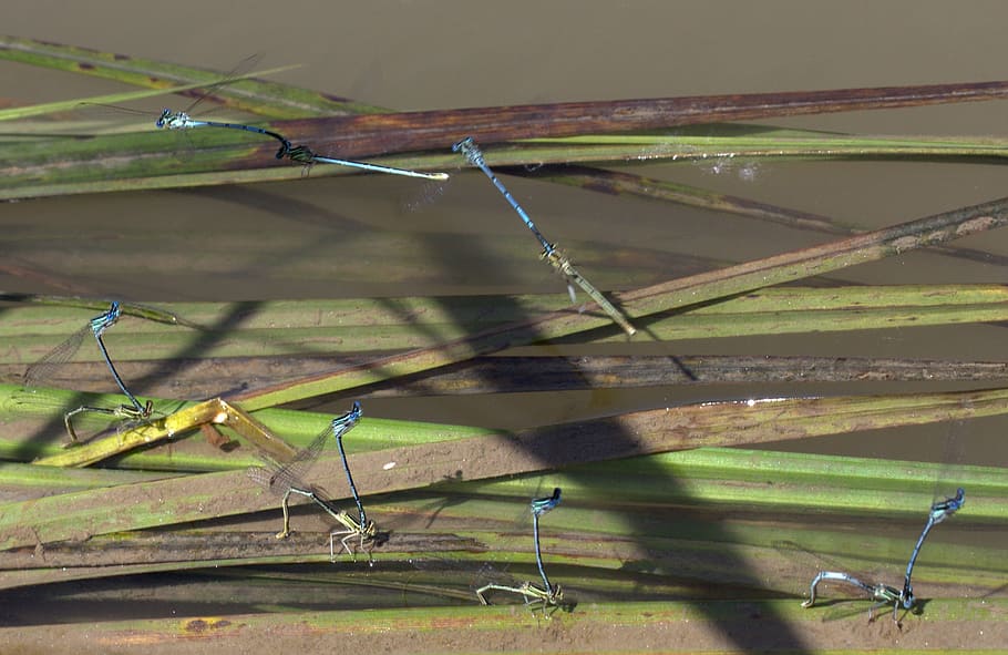 dragonflies, mating, water, plant, nature, sunlight, no people HD wallpaper