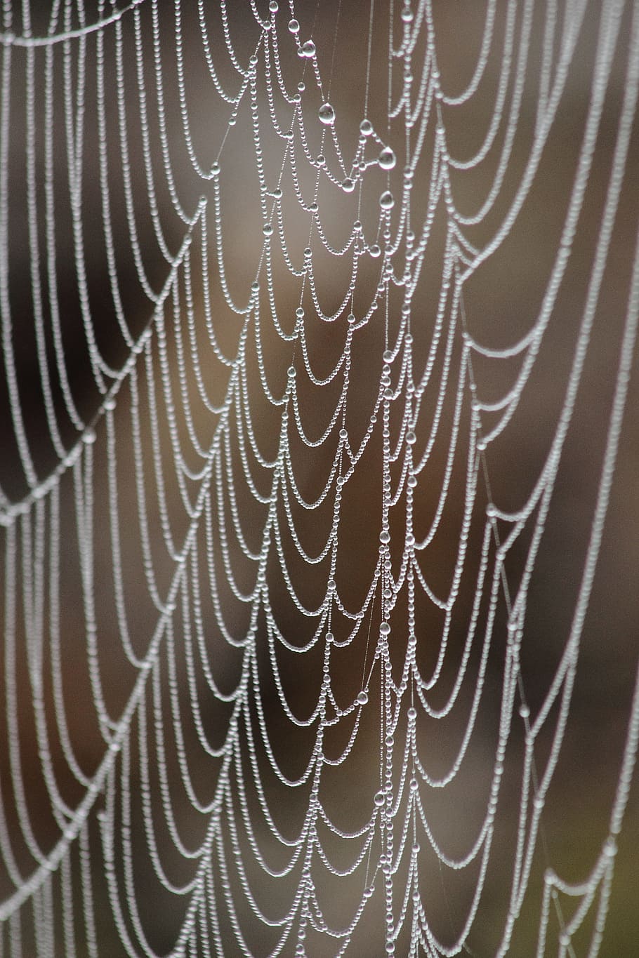 spider web, nature, drops, macro, summer, insects, living nature HD wallpaper