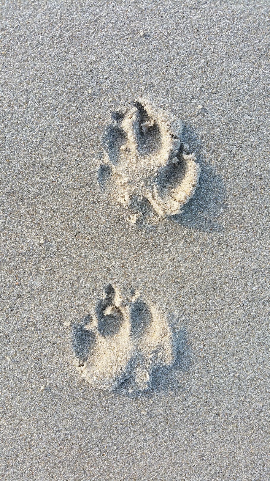 Dog, Footprints, Sand, Animals, paw print, animal track, high angle view