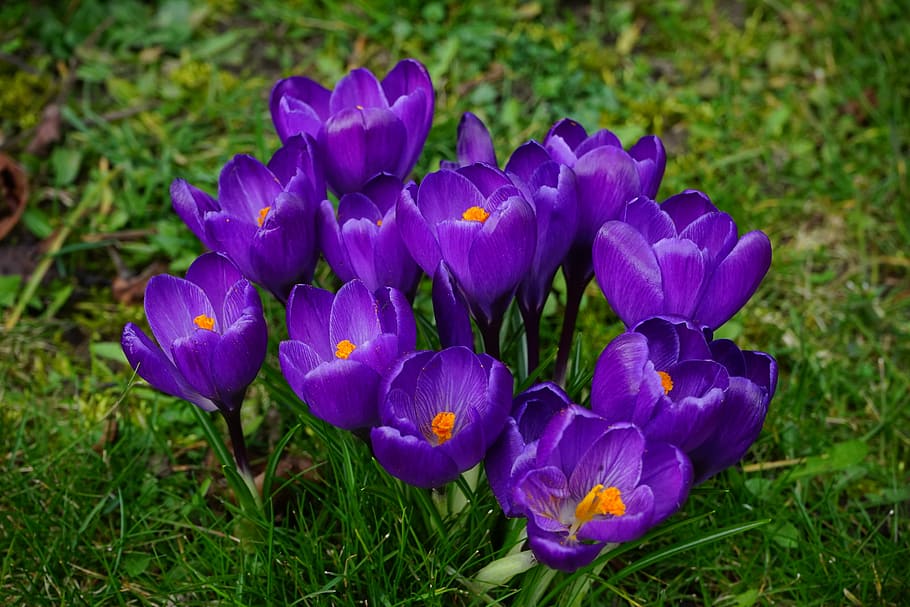 crocus, flowers, purple, close, spring, bühen, colorful, violet, HD wallpaper