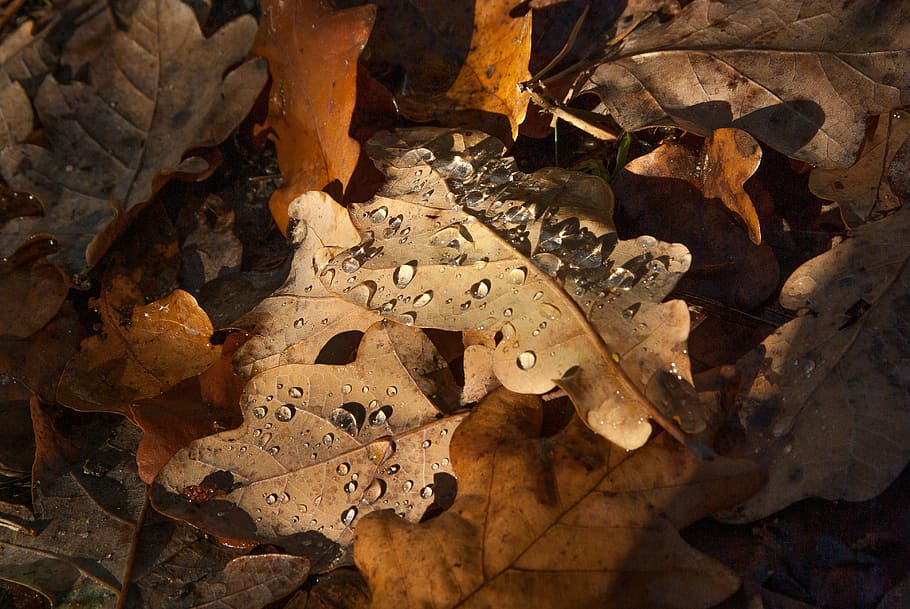 dried leaves, fall, raindrops, brown, no people, close-up, day HD wallpaper
